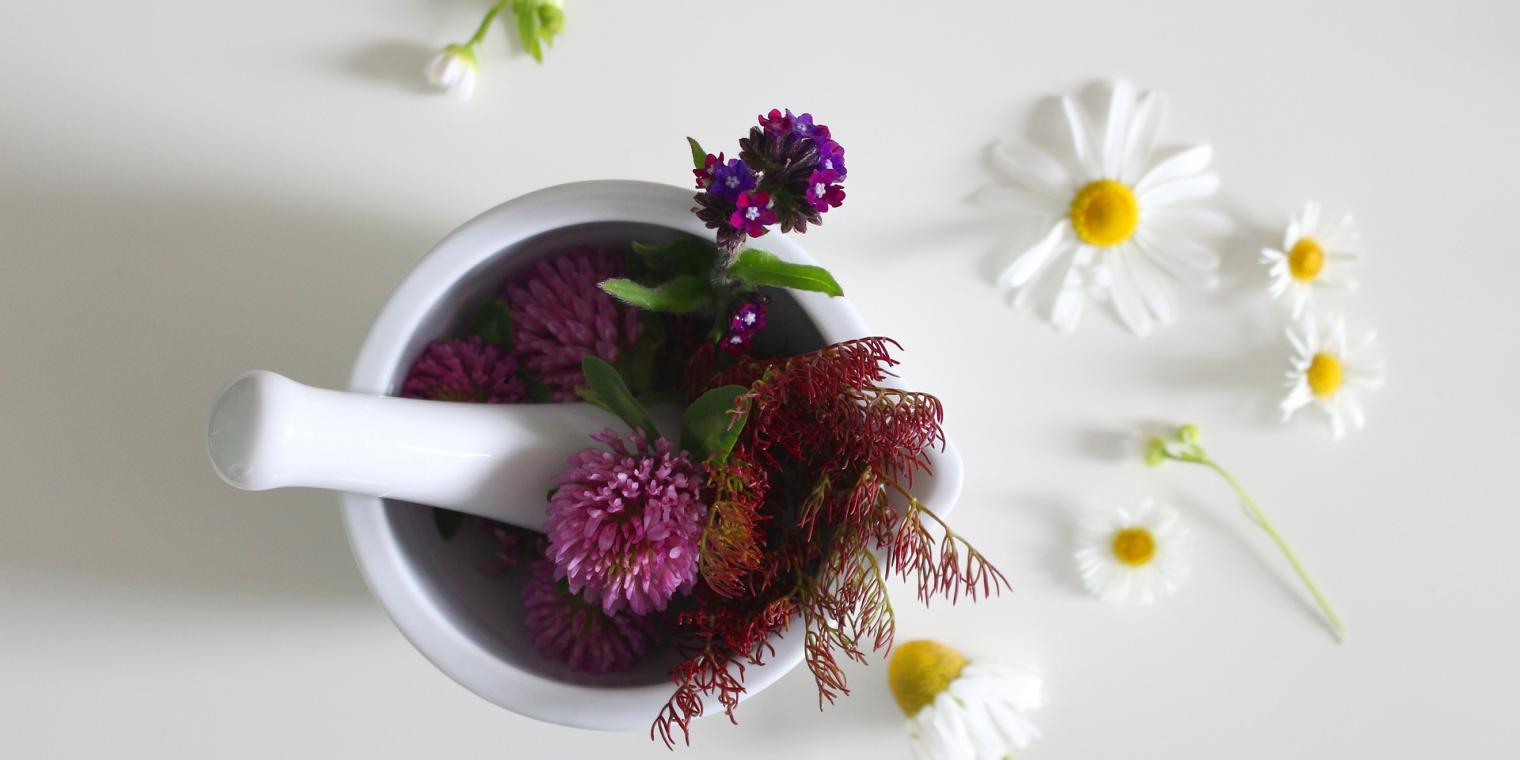medicinal-flower-4246073_1920