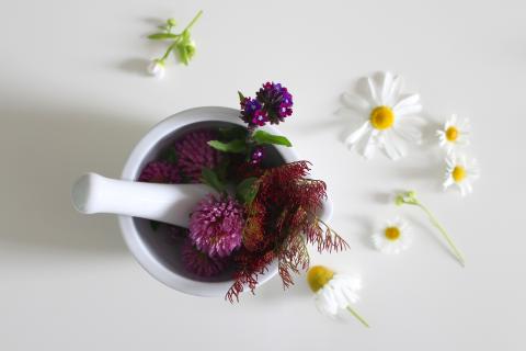 medicinal-flower-4246073_1920 medicinal-flower-4246073_1920